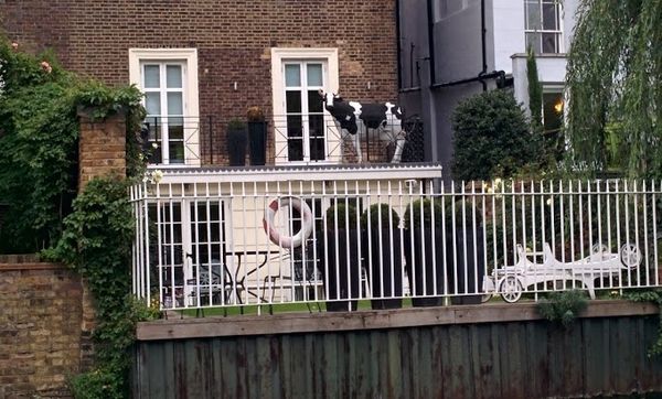 Lifesize model cow on a balcony along Regent's Canal, London